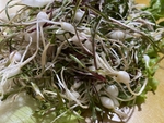 山野菜
