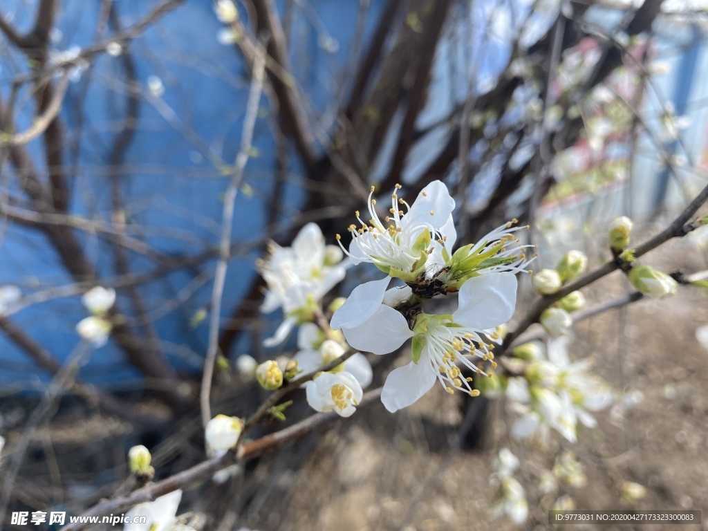 桃花