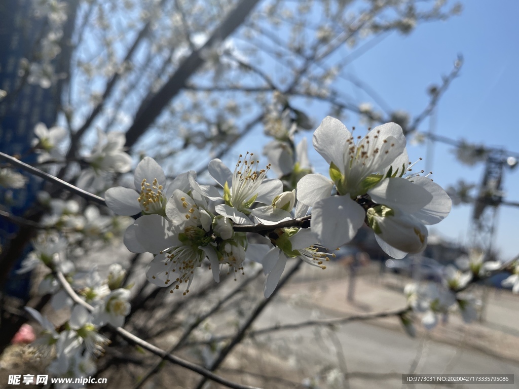桃花