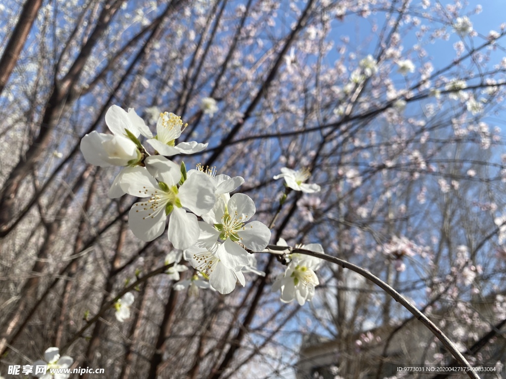 桃花
