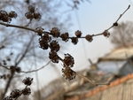 榆树钱