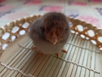 小鸡