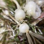 山野菜
