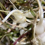 山野菜