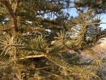 松树