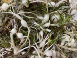 山野菜
