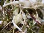 山野菜