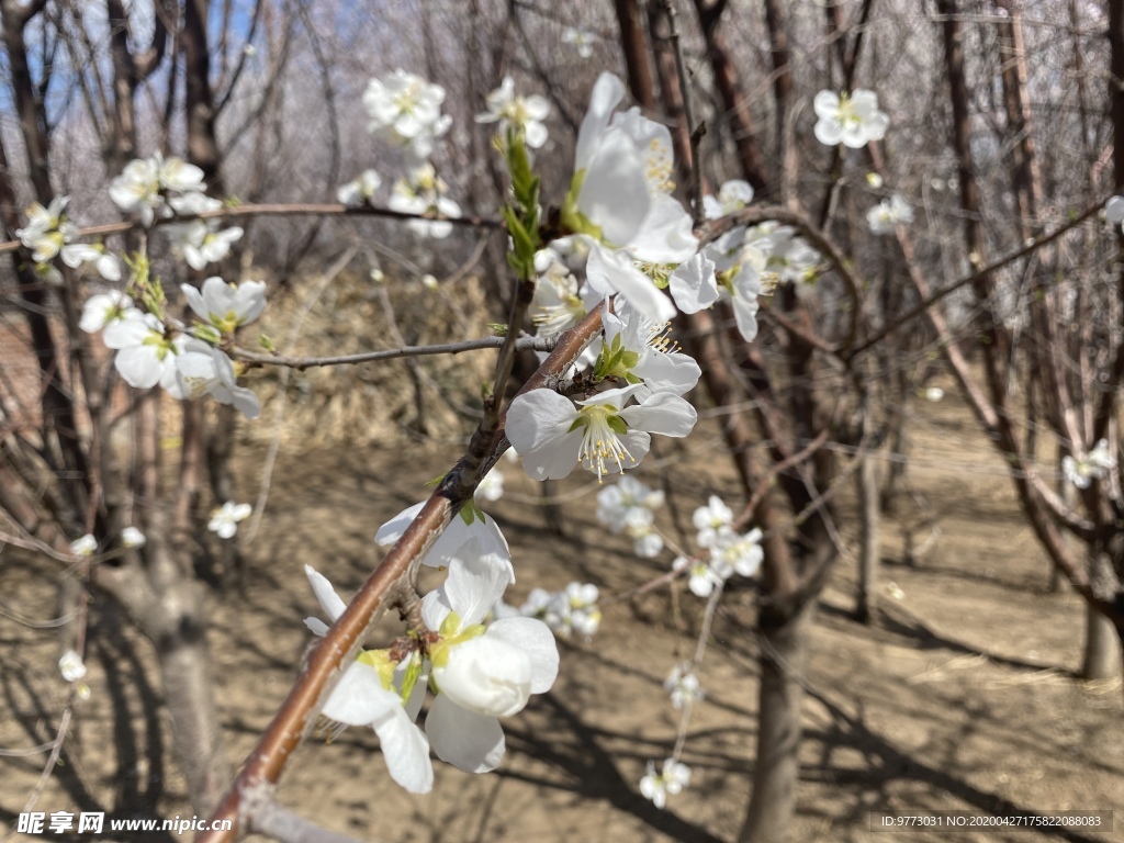 桃花