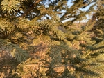 松树