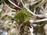 山野菜