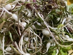 大脑瓜