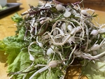 山野菜