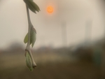 柳枝