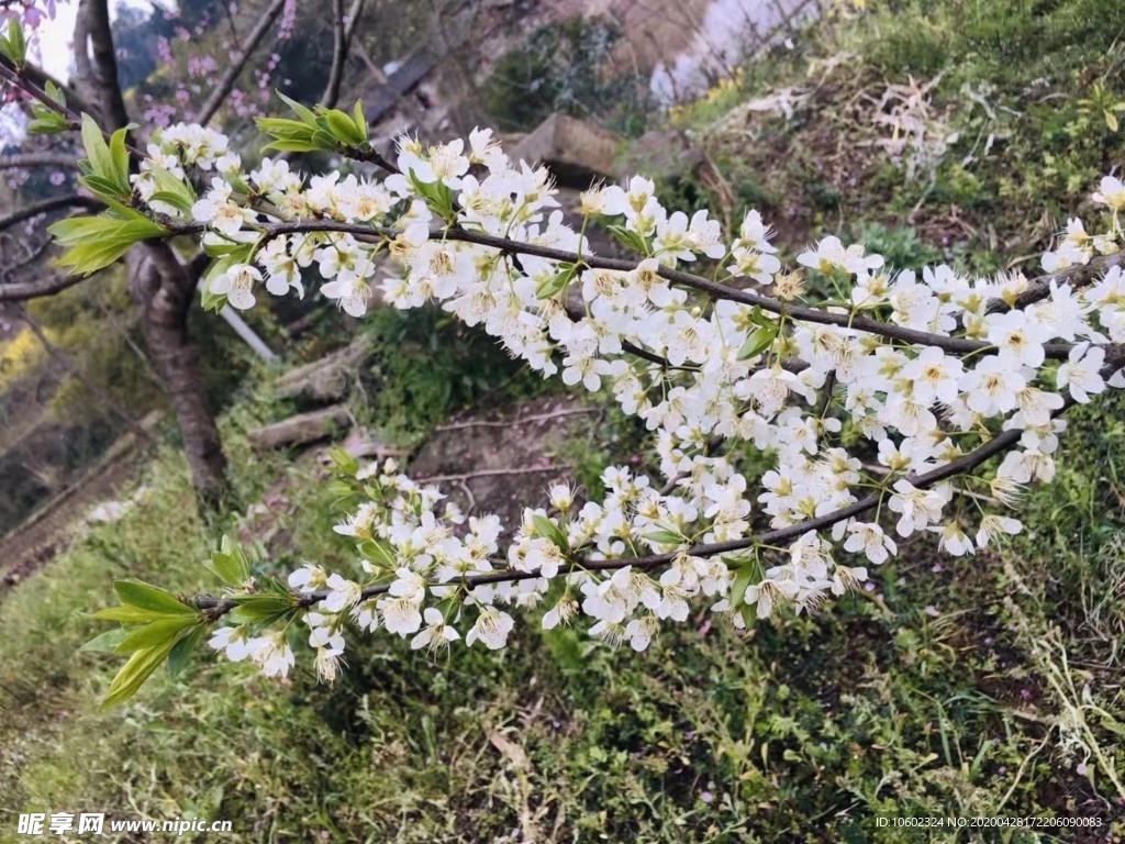 李子花