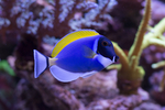 刺尾鱼