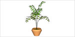 散尾葵植物模型