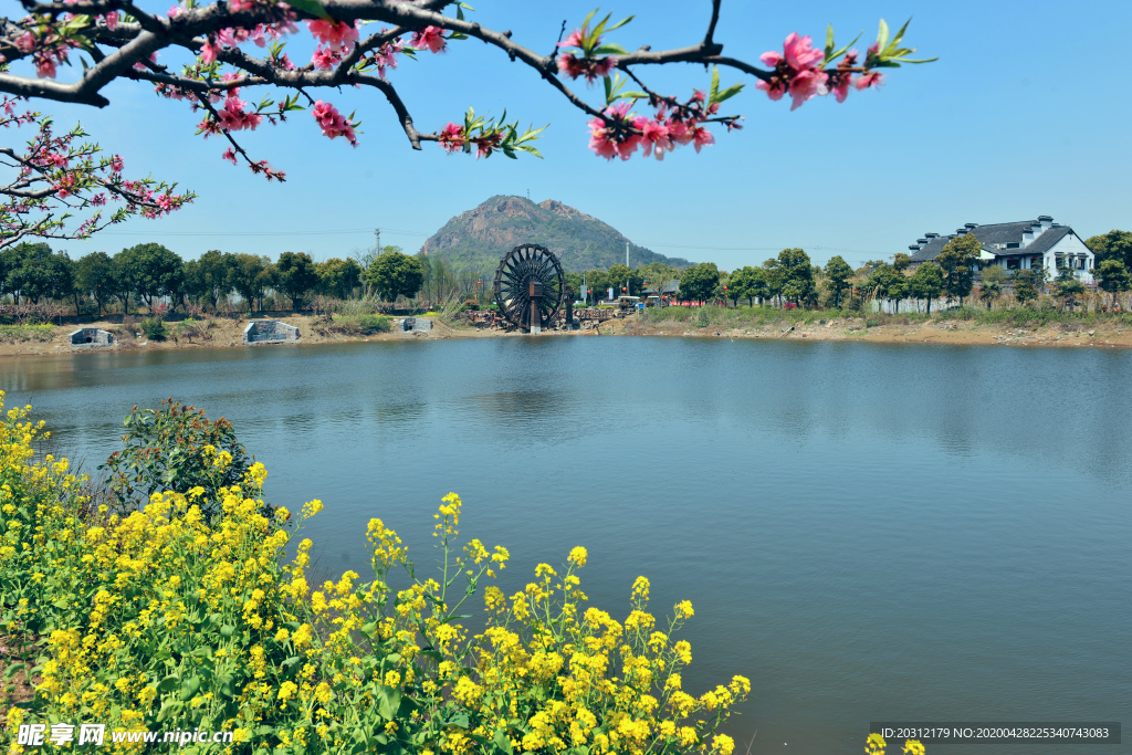 阳山桃花