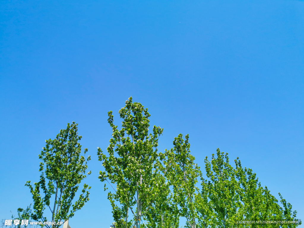 蓝天下的树