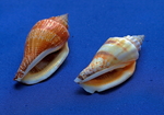 海螺