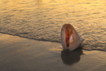 海螺