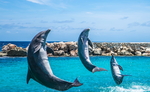 海豚