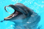 海豚