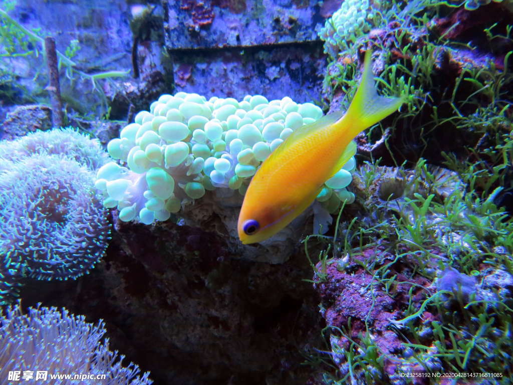 珊瑚