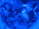 水母