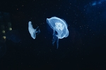 水母