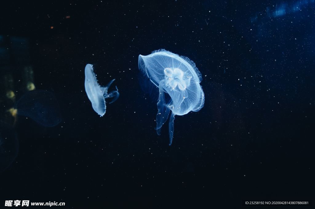 水母