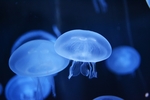 水母