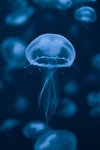 水母