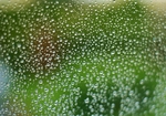 水珠
