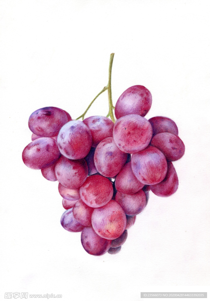 紫色水果葡萄