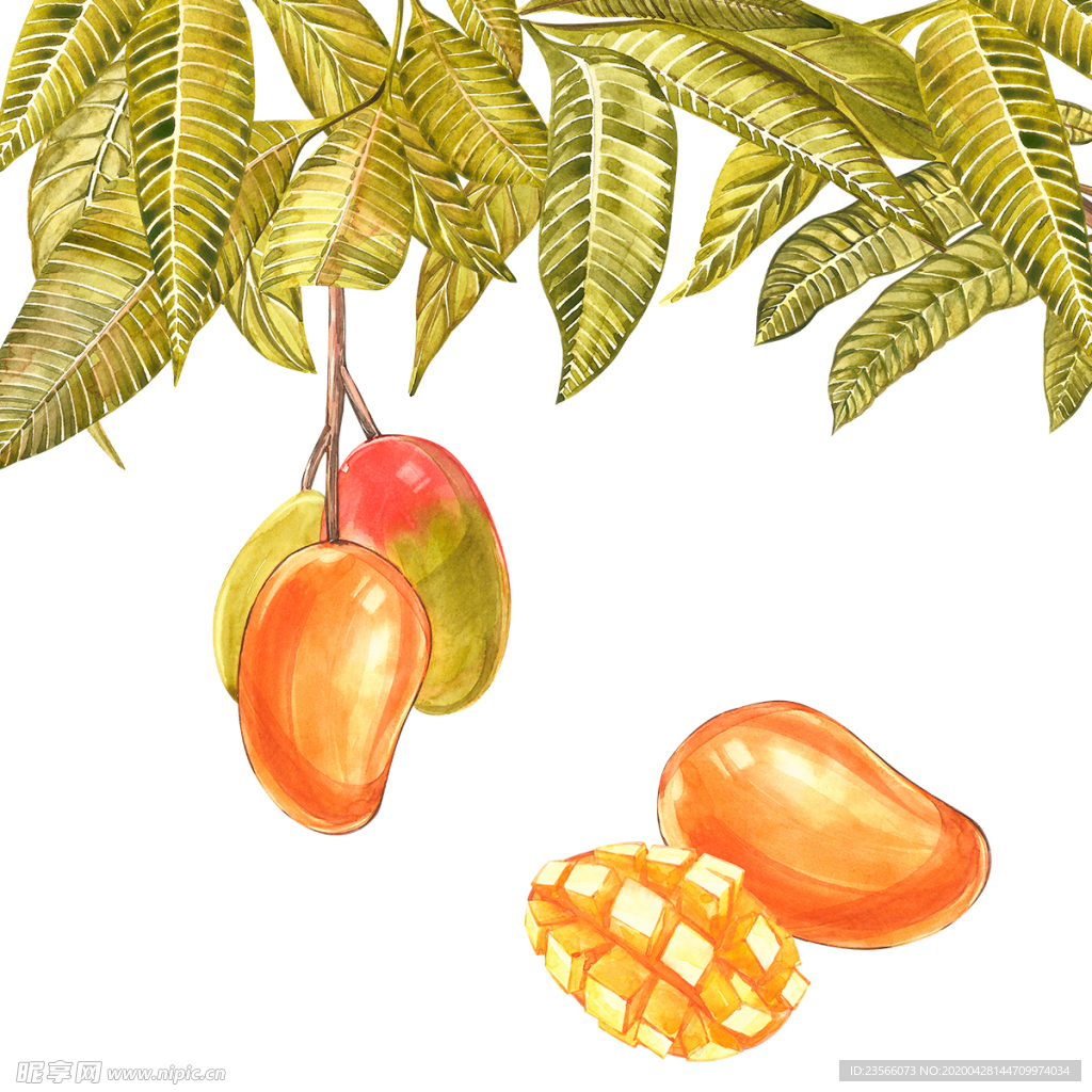 芒果彩铅绘画