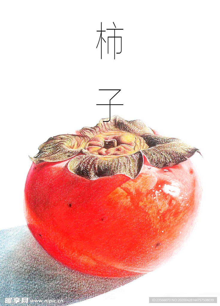 彩色柿子绘画