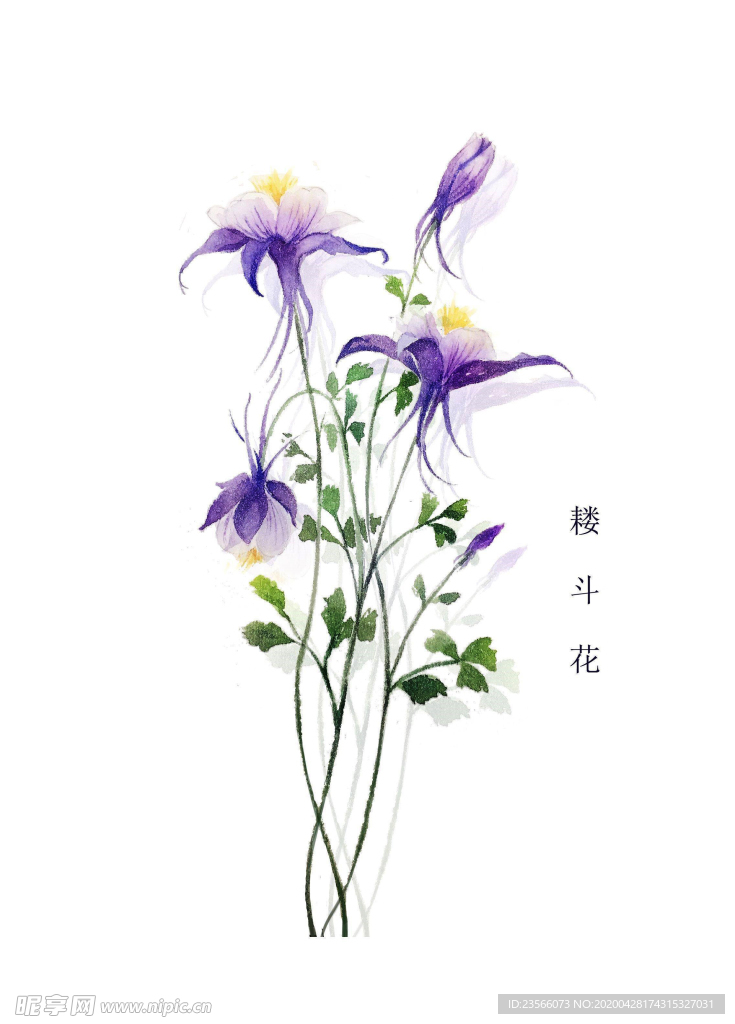 精美绘画植物花朵