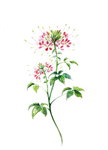 精美绘画植物花朵