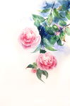 精美绘画植物花朵
