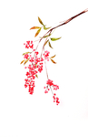 精美绘画植物花朵