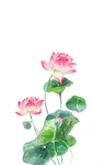 精美绘画植物花朵