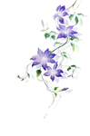 精美绘画植物花朵