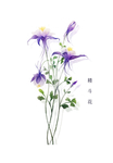 精美绘画植物花朵