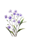 精美绘画植物花朵
