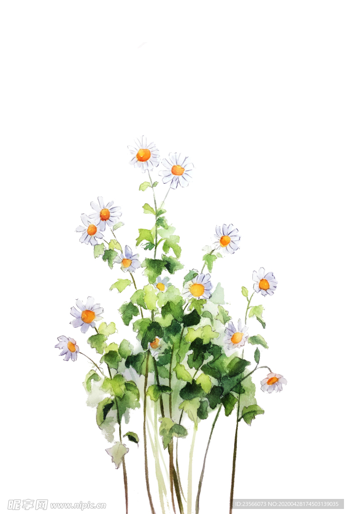 精美绘画植物花朵