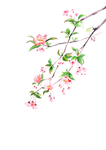 精美绘画植物花朵