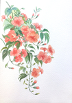 精美绘画植物花朵