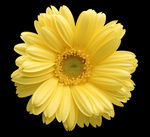 菊花野菊花雏菊春天鲜花花朵金菊