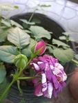 玫瑰 月季花