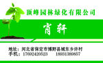 高颜值气质名片树苗